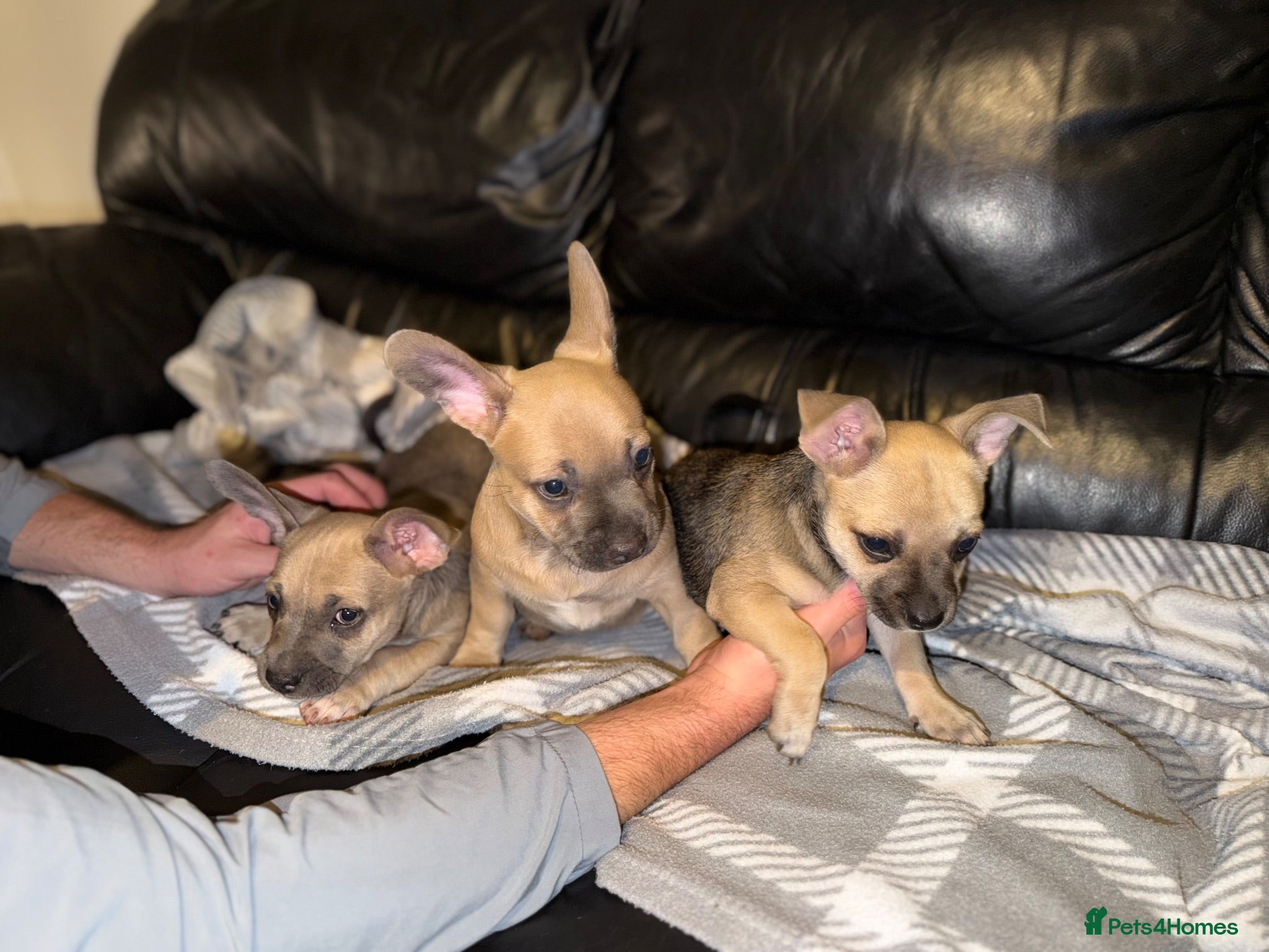 Mixed Breed dogs READY NOW French Bull dog cross Chihuahua puppies  - Advert 2