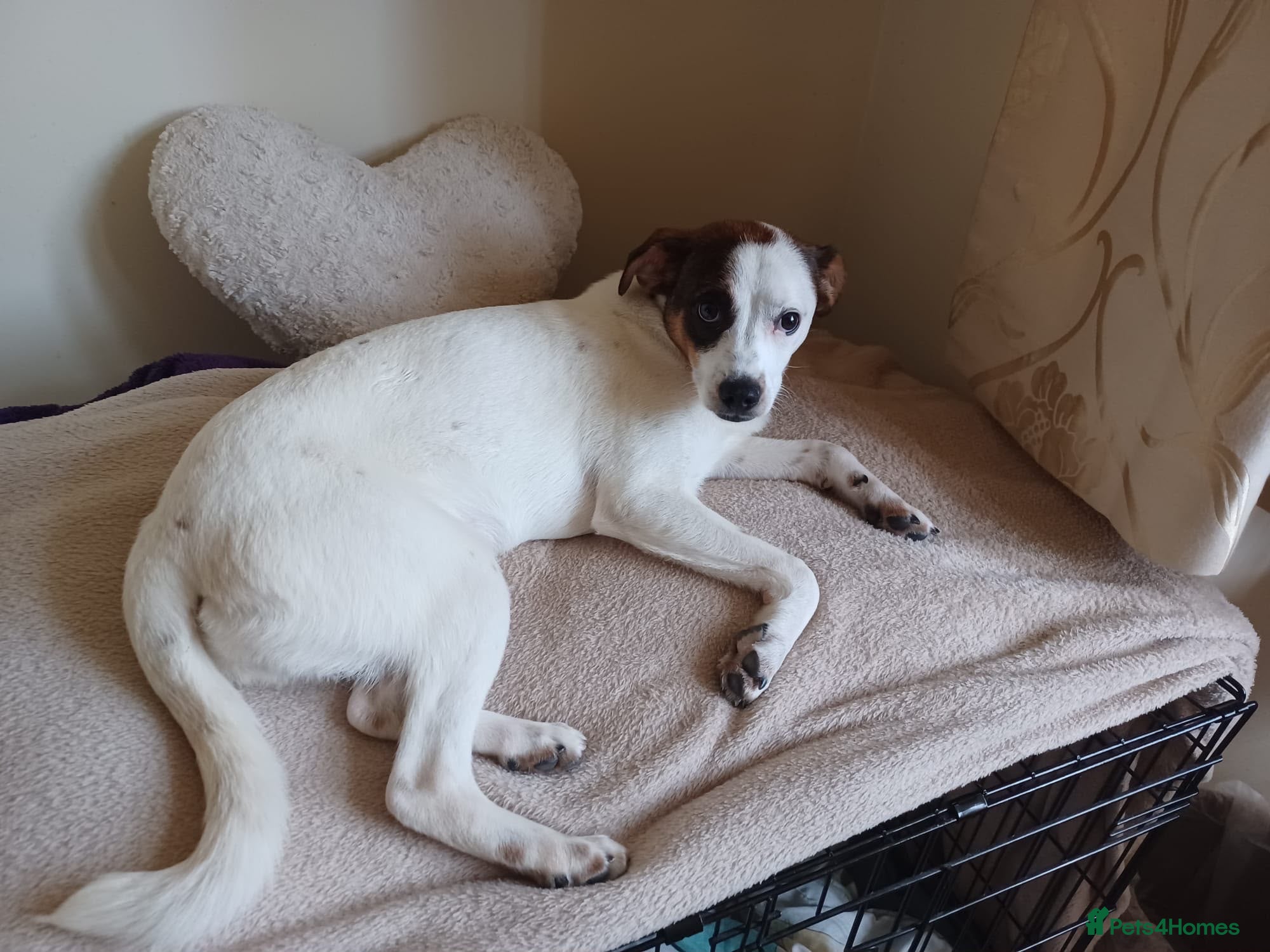 Mixed Breed dogs Rainey  - Advert 1