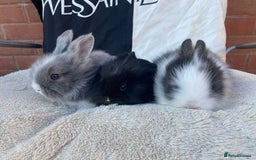 Lionhead rabbits for sale: Female Baby Lionhead Dwarf - Last One 6wks old - Image 5