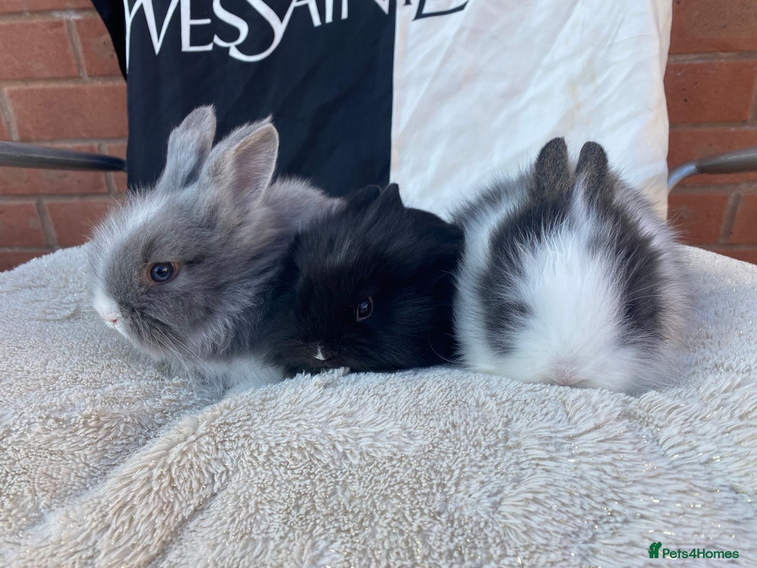 Lionhead rabbits for sale: Female Baby Lionhead Dwarf - Last One 6wks old - Image 5