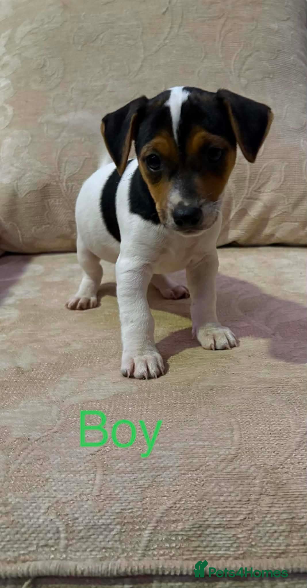 Jack Russell dogs Available now Old fashioned pocket Jack Russell  - Advert 1