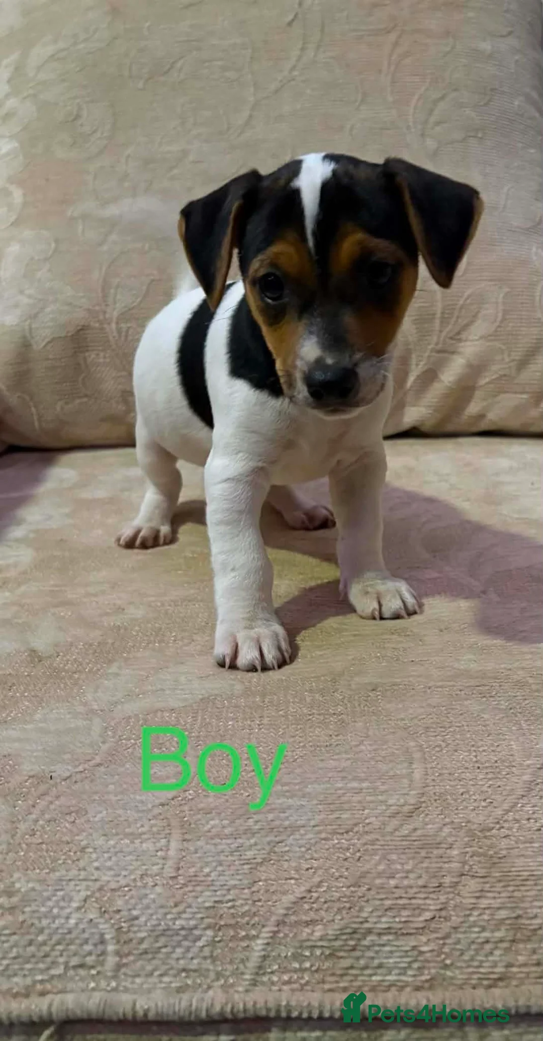 Jack Russell dogs for sale: Available now Old fashioned pocket Jack Russell  - Advert 1