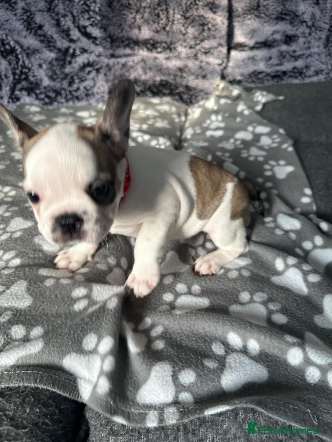 French Bulldog dogs for sale: Amazing french bulldog  - Image 7