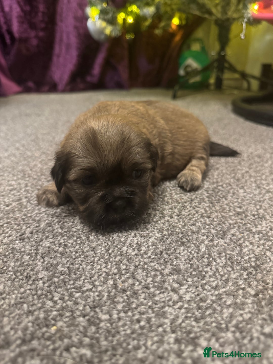 Mixed Breed dogs for sale: Beautiful pups looking for their forever home! - Advert 18