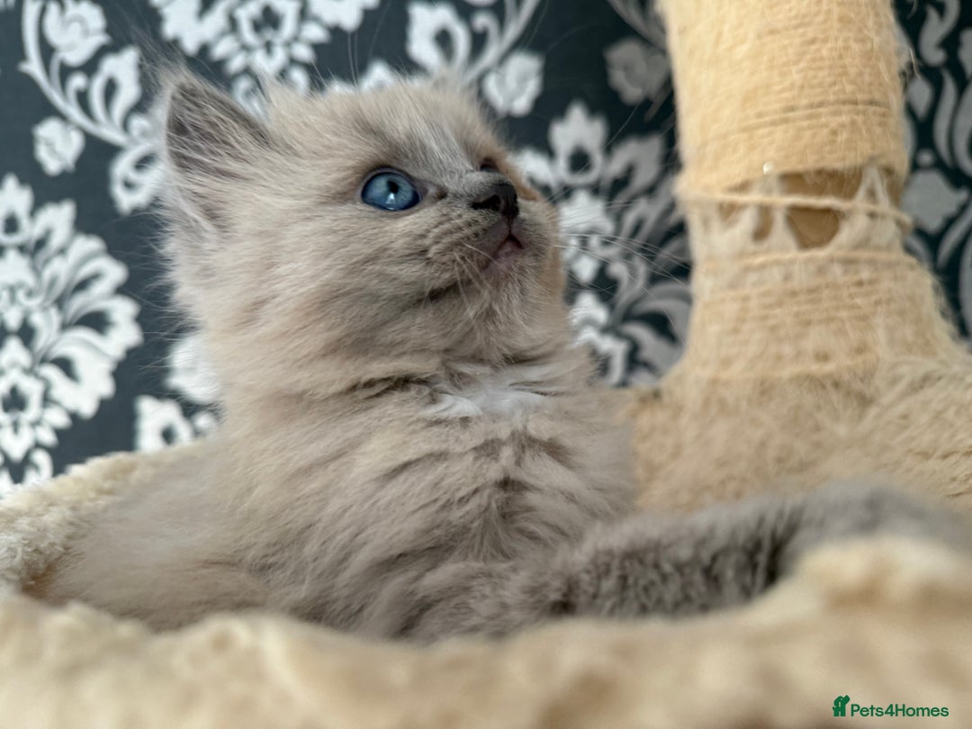 Ragdoll cats for sale: 2 Elegant Champion Bloodline Siblings  - Advert 12