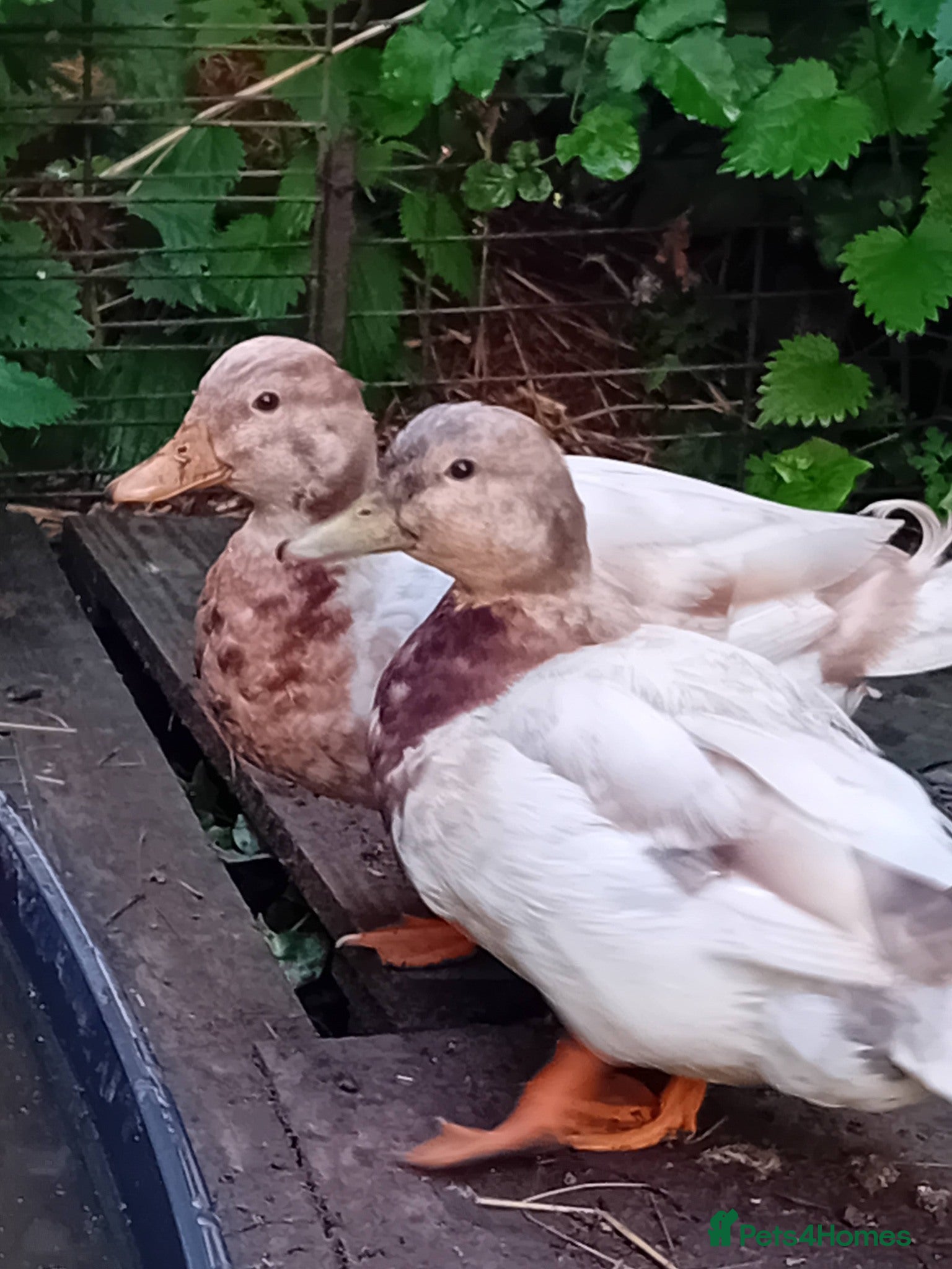 Ducks poultry for sale: Miniature Pet Drakes Looking for a Home Together - Advert 1