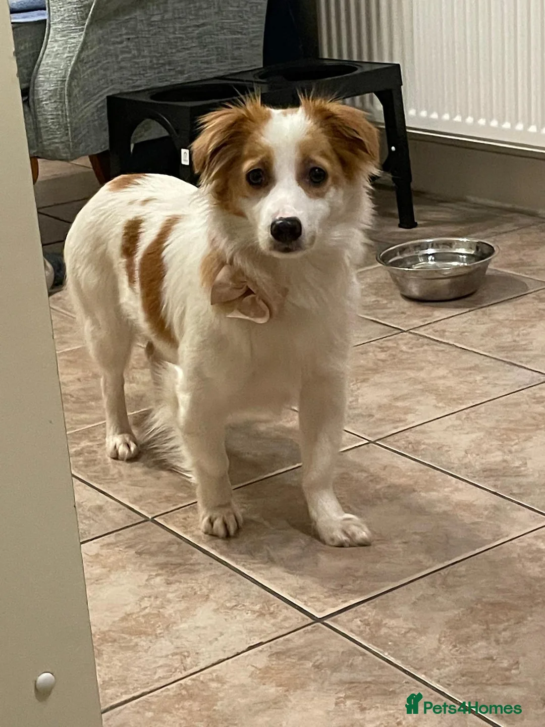 Mixed Breed dogs for adoption: SARA! - Advert 2