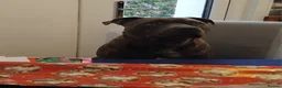 Staffordshire Bull Terrier dogs for sale: Staffordshire bull terrier in Grays - Advert 18