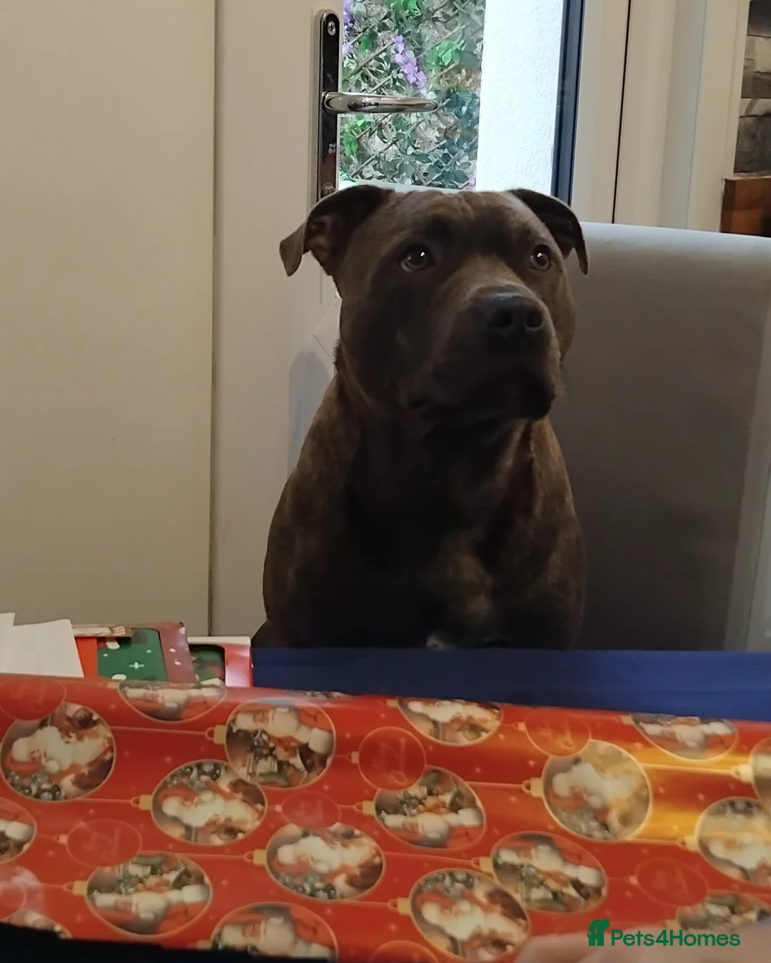 Staffordshire Bull Terrier dogs for sale: Staffordshire bull terrier in Grays - Advert 18