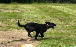 Mixed Breed dogs for adoption: Barney - Norwich norfolk  - Image 20