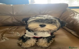 Morkie dogs for sale: Teacup Teddybear babies  - Image 10