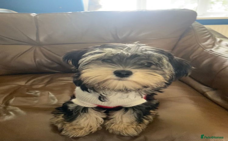 Morkie dogs New litter ready 14/12/25  - Advert 1