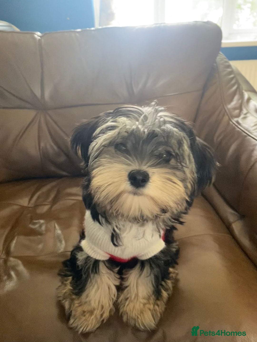Morkie dogs for sale: Teacup Teddybear babies  - Image 10