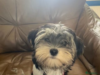 Morkie dogs New litter ready 14/12/25 - Advert 1