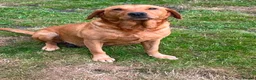 Labrador Retriever dogs for sale: Stunning Litter of KC Reg Labrador Puppies - Advert 4