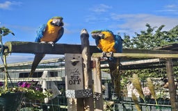 Macaws birds for sale: Blue and gold macaw baby's ,hand rear opportunity  - Image 8