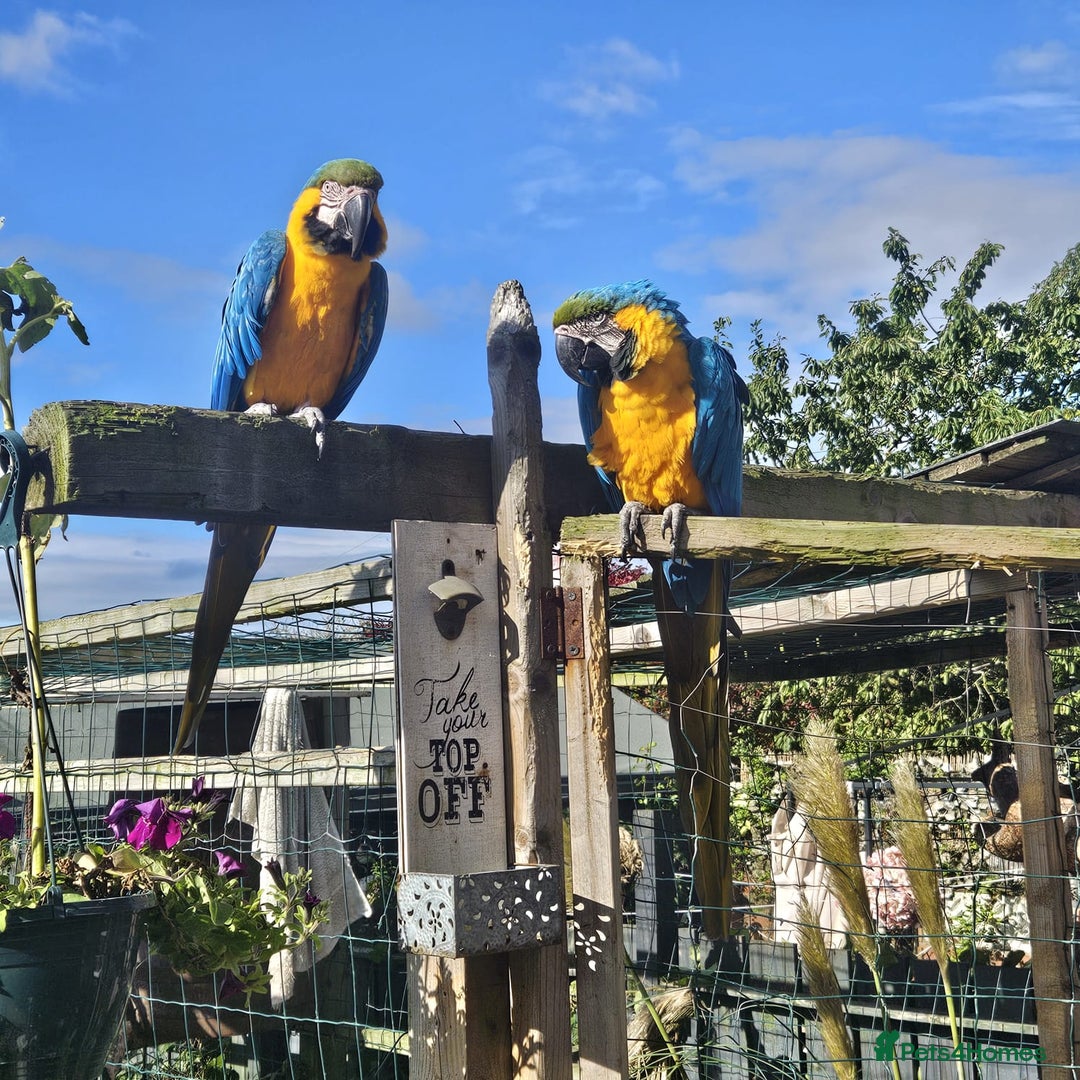 Macaws birds for sale: Blue and gold macaw baby's ,hand rear opportunity  - Image 8
