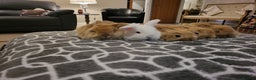Mini Lop rabbits for sale: Gorgeous Mini Lop Bunnies ready in 2 weeks Reserve - Advert 2
