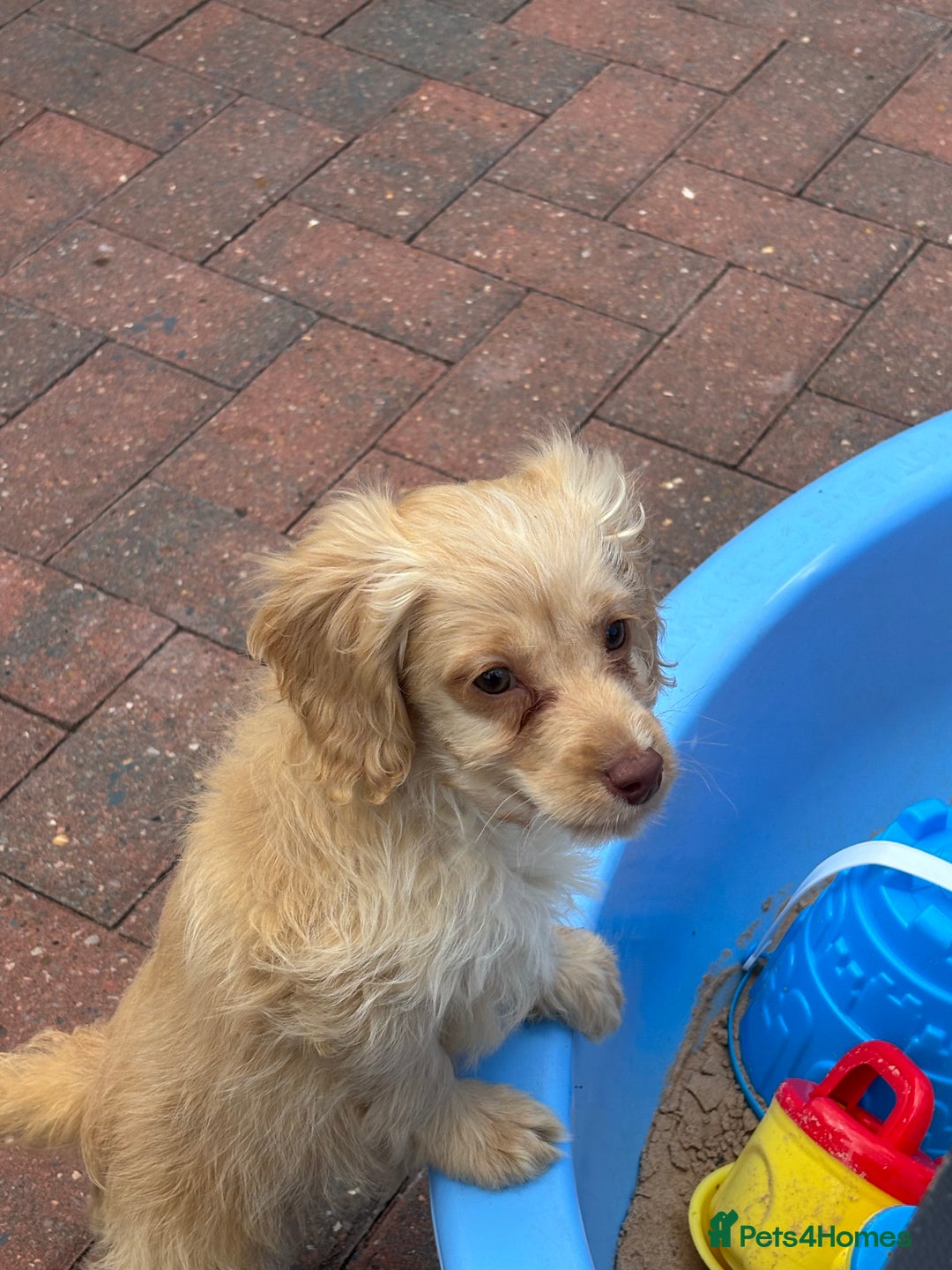 Cockapoo dogs for sale: 1male 1 female cockapoo  - Advert 9