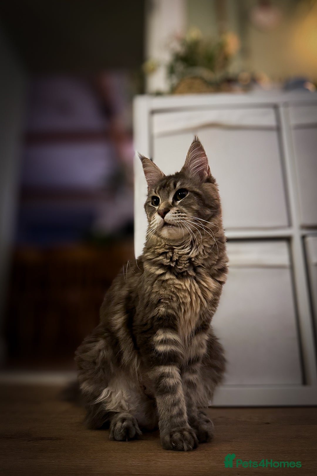 Maine Coon cats for sale: ✨BLUE FEMALE KING-SIZE MAINE COON CUB✨ - Image 16