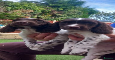 English Springer Spaniel dogs - Advert 16