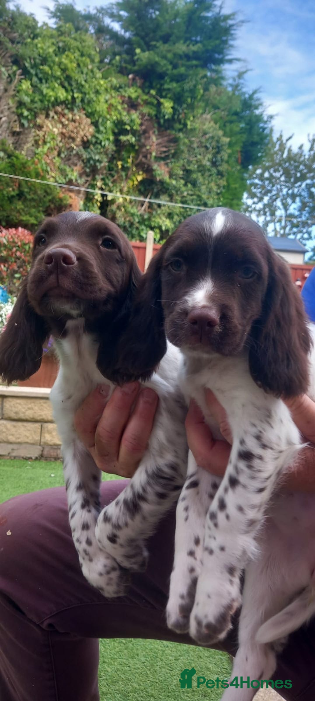 English Springer Spaniel dogs for sale: ESS dog and bitch pups. Liver and white - Image 2