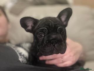 French Bulldog dogs Beautiful French bulldog pups - Advert 16