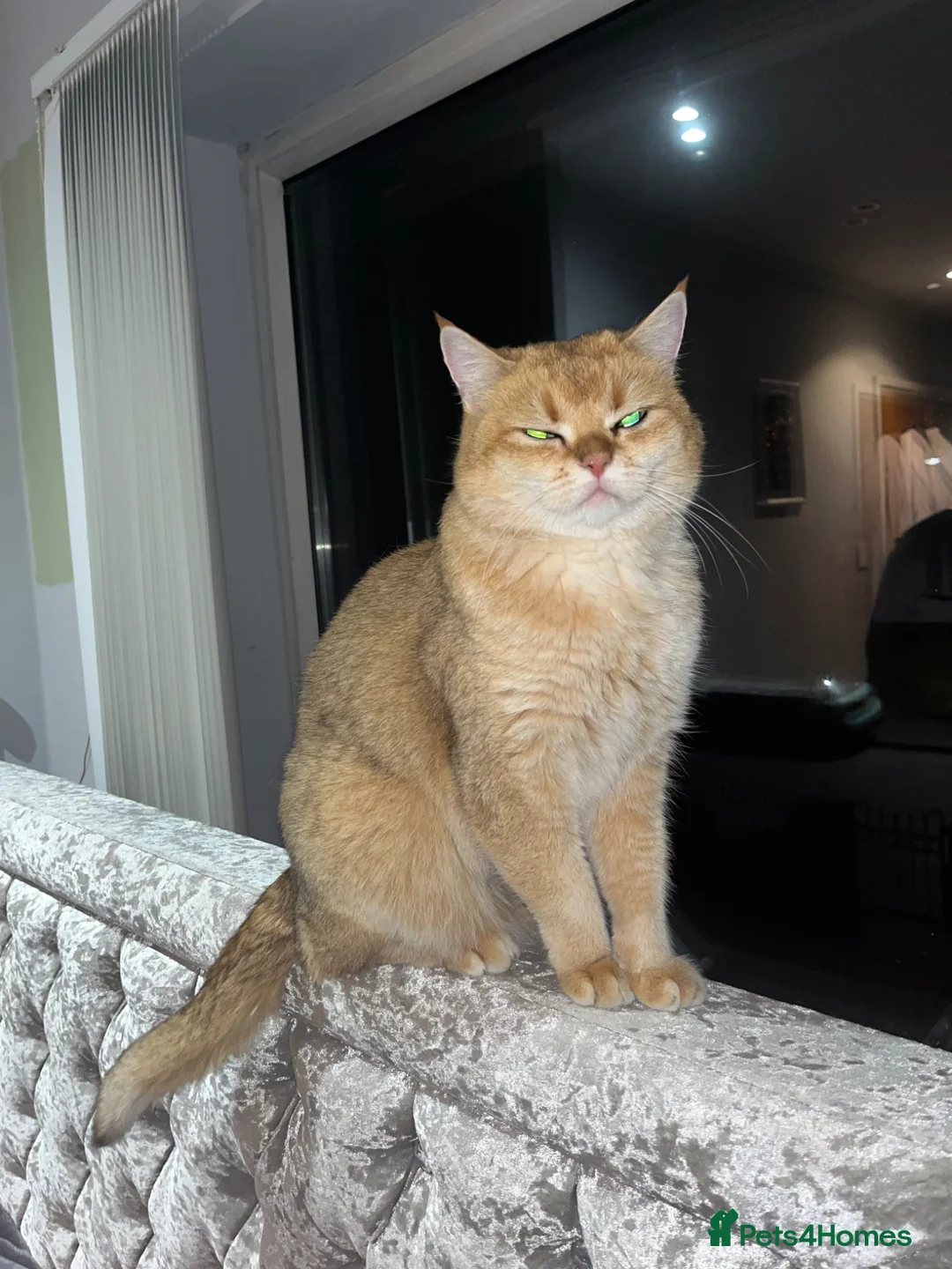 British Shorthair cats for sale: British short hair Lovely Boy - Advert 1