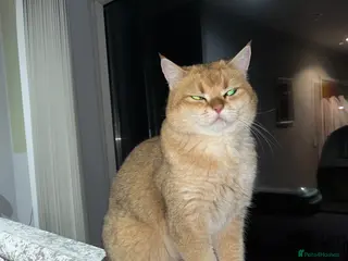 British Shorthair cats British short hair Lovely Boy - Advert 6