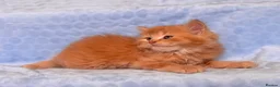 Mixed Breed cats for sale: BSH x Maine coon kittens (various prices) - Advert 4