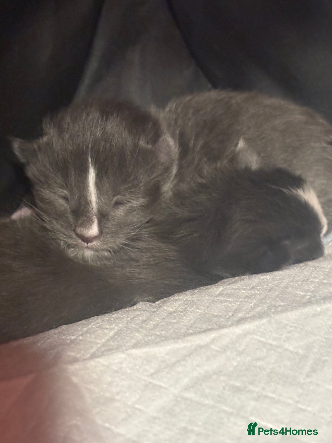 Maine Coon cats for sale: Beautiful Maine Coon Kittens Smoke & White  - Advert 6