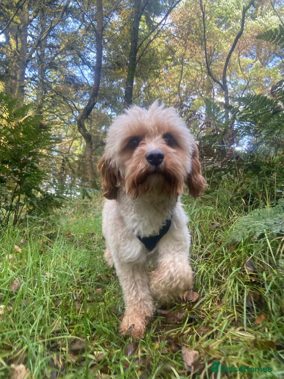 Cavapoo dogs for stud: Proven Toy Cavapoo Stud Extensively Health Checked in Preston - Advert 14