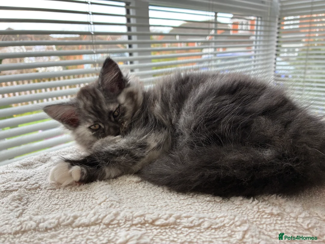Mixed Breed cats for sale:  Mixed Maine coon kitten looking for a loving home - Advert 2