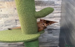Abyssinian cats for sale: Last Pedigree abbysinian girl left! - Image 10