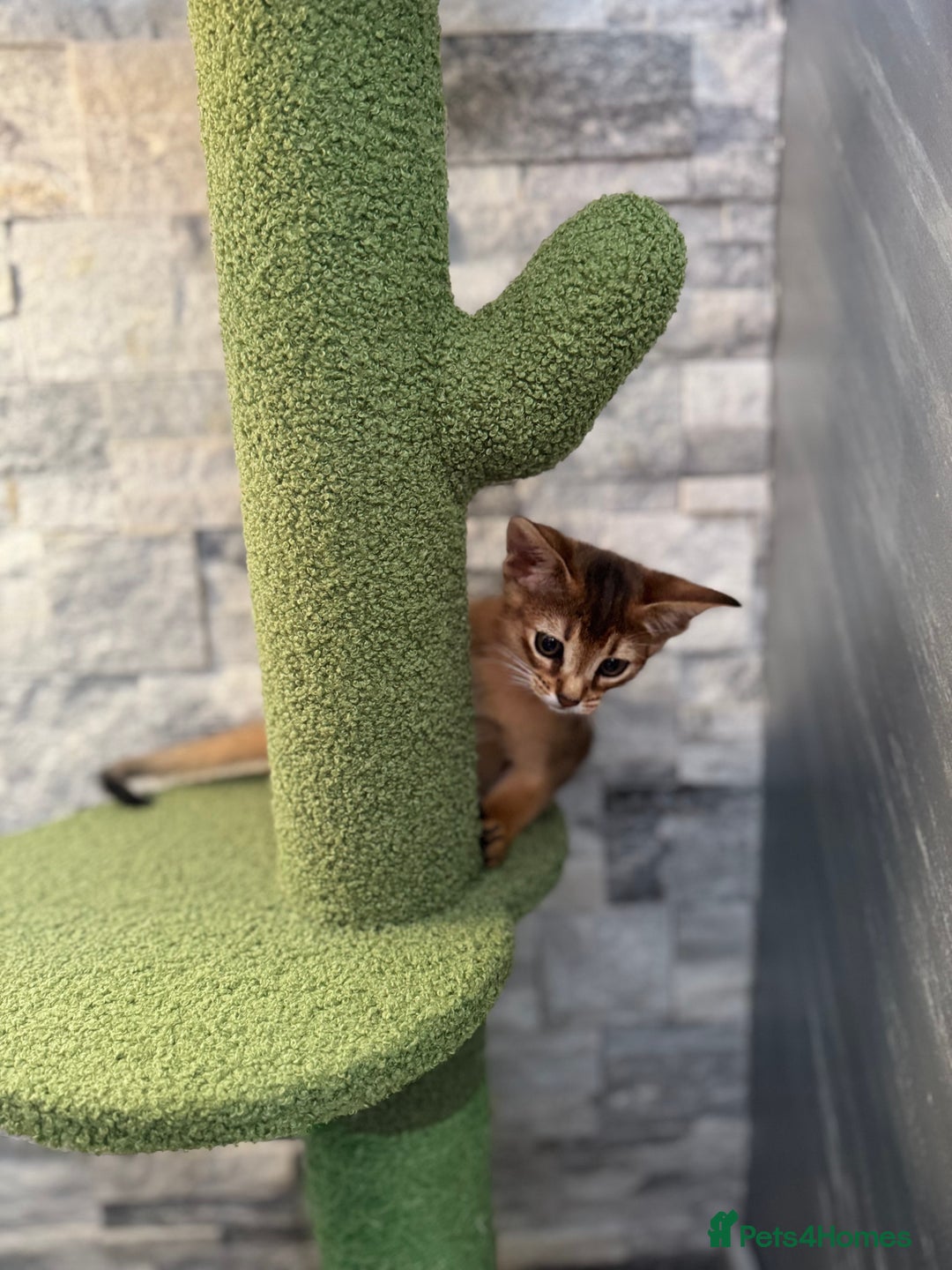 Abyssinian cats for sale: Last Pedigree abbysinian girl left! - Image 10