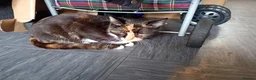 Mixed Breed cats for sale: Ginger and white - Advert 3