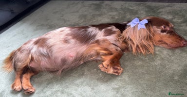 Miniature Dachshund dogs - Advert 8