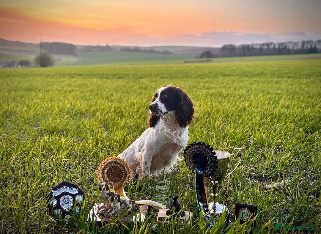 English Springer Spaniel dogs for sale: Springer Spaniel Puppies for sale KC Registered in Swindon - Advert 2