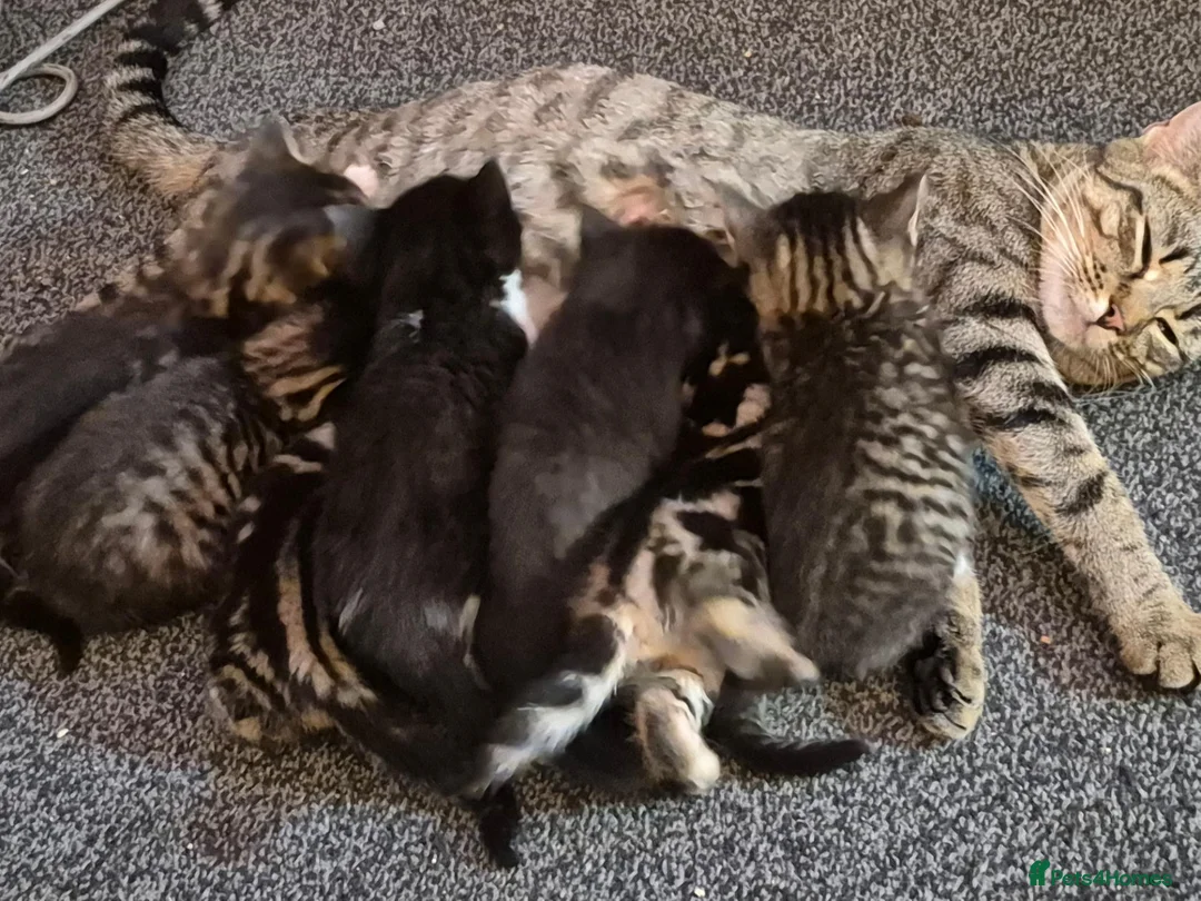 Mixed Breed cats for sale: Gorgeous kittens 😸  - Advert 1