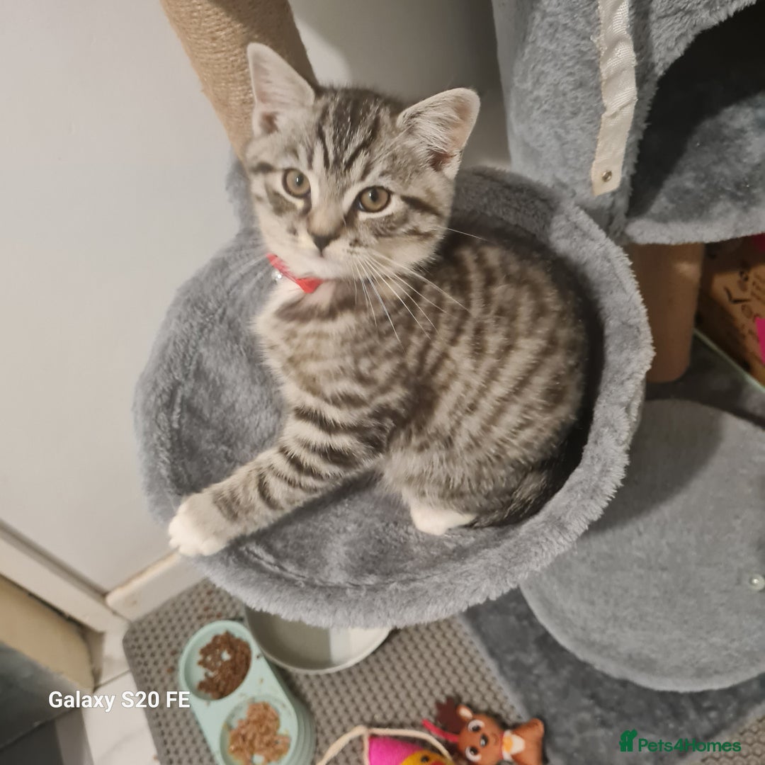 Scottish Fold cats for sale: Scottish fold cross  - Advert 2