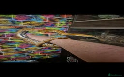 Corn Snake reptiles for sale: Corn snake and everything  - Image 1