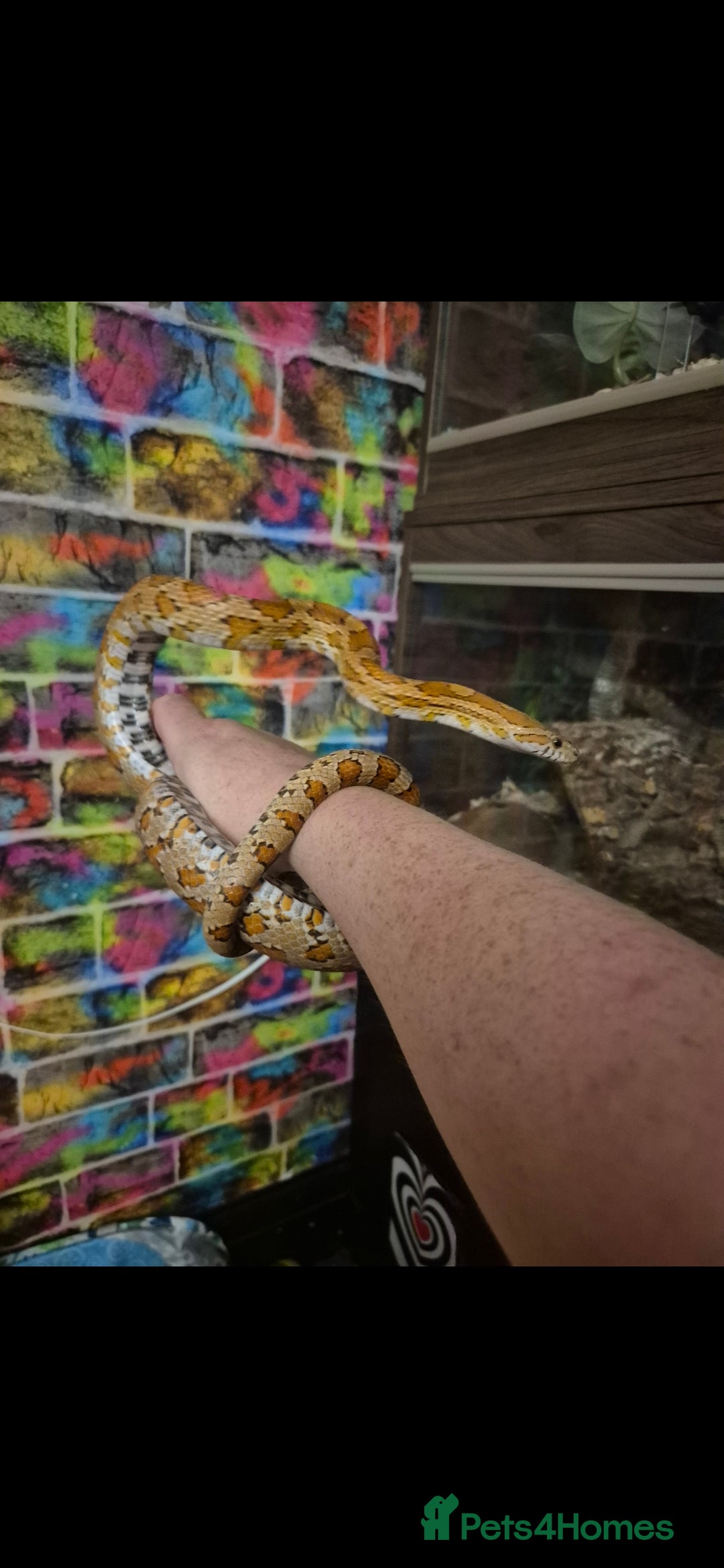 Corn Snake reptiles for sale: Corn snake and everything  - Image 1