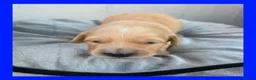 Golden Retriever dogs for sale: KC Puppies cream & gold - Advert 30