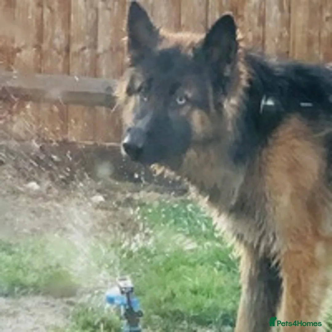 German Shepherd dogs for stud: German Shepard up for stud  in Erith - Advert 19