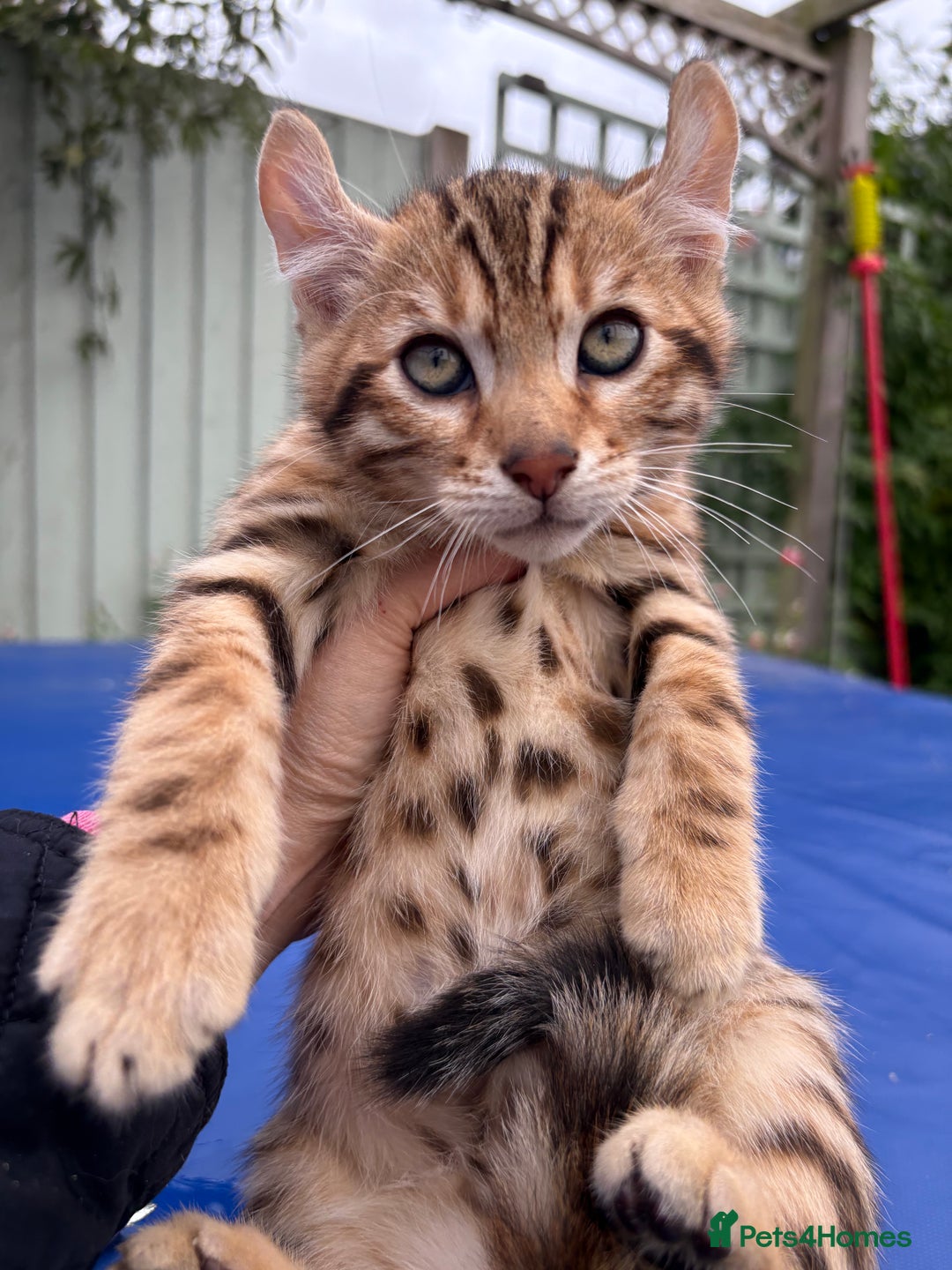 Keetso cats for sale: Rare curled eared rosetted keetso male  - Advert 6