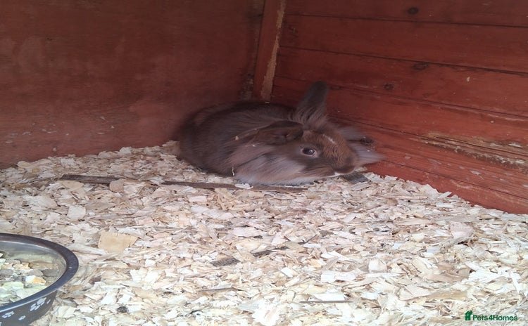 Mixed Breed rabbits - Advert 7