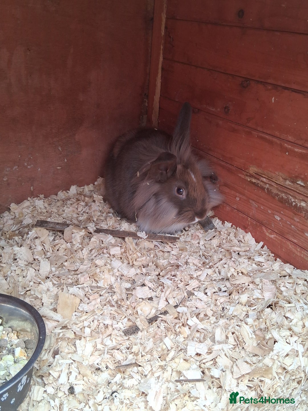 Mixed Breed rabbits for sale: Rabbits, guinea pigs and gerbil  - Image 1