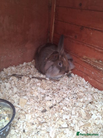 Mixed Breed rabbits - Advert 13