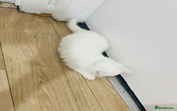 Domestic Shorthair cats for sale: Male Kitten Domestic Shorthair - Image 2