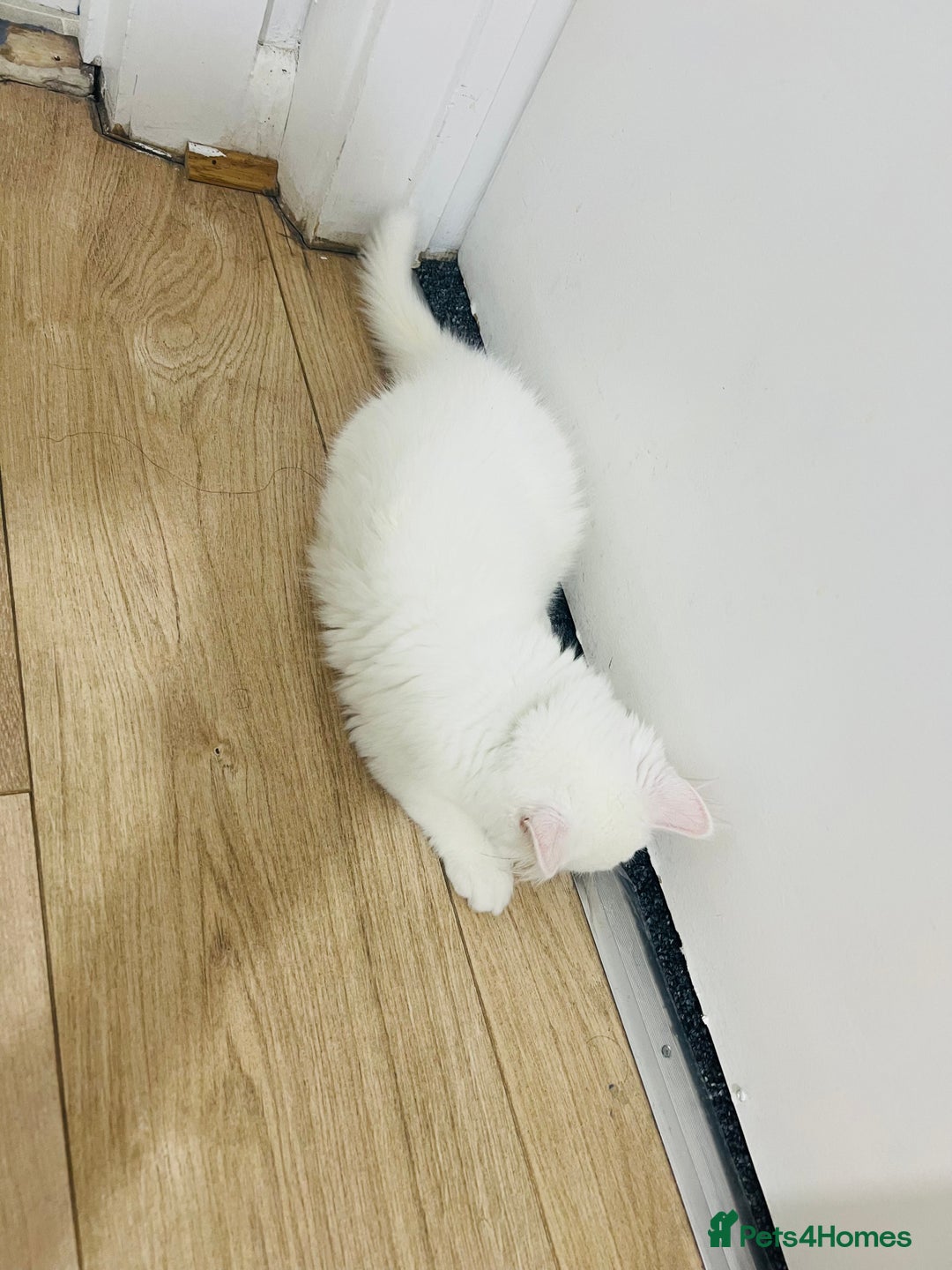 Domestic Shorthair cats for sale: Male Kitten Domestic Shorthair - Image 2